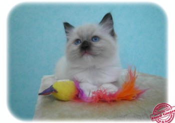 chaton mâle seal point-mitted - RESERVE - Chatterie Ragdolls du Val de Beauvoir